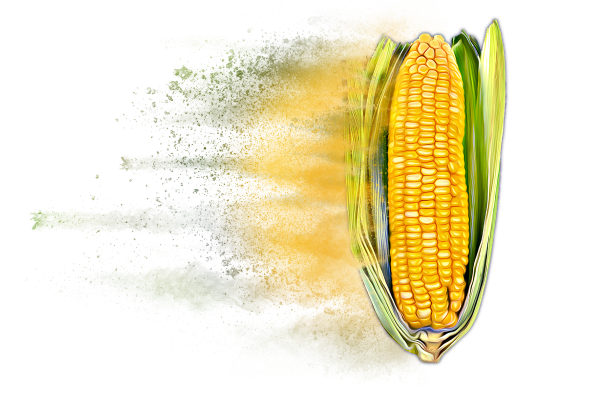Distressed Corn Hybrid Graphic
