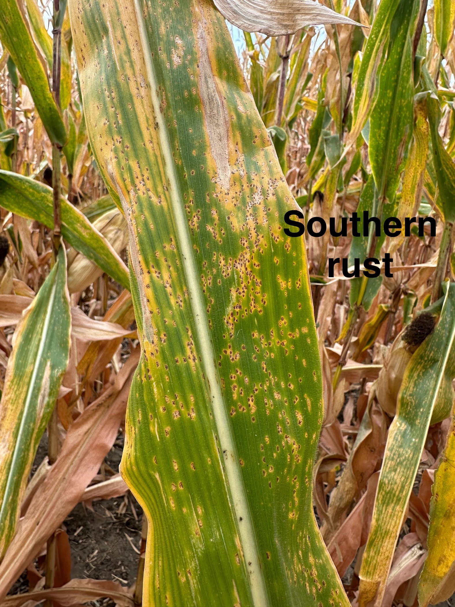 Rust 1 southern corn rust