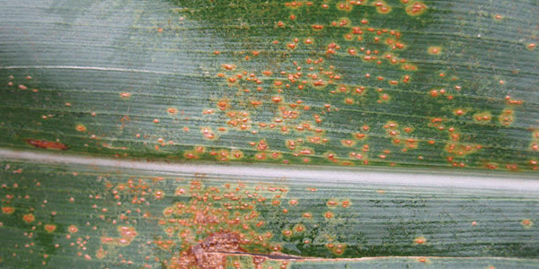 southern corn rust
