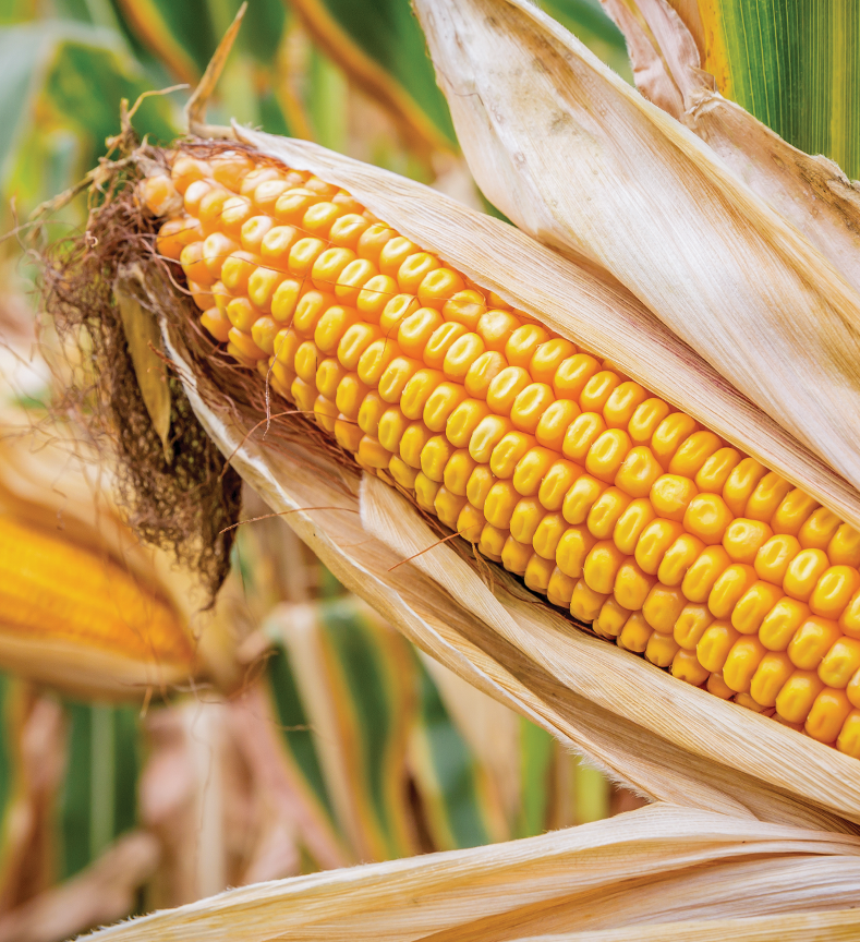 Close up view of an ear of corn