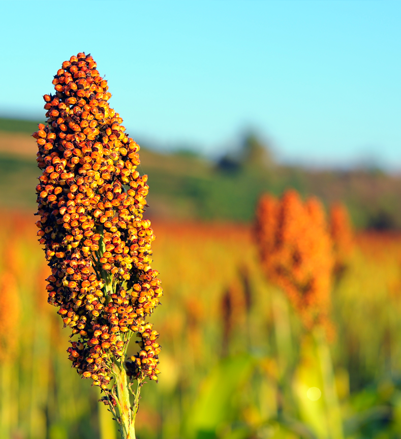 Close up view of sorghum