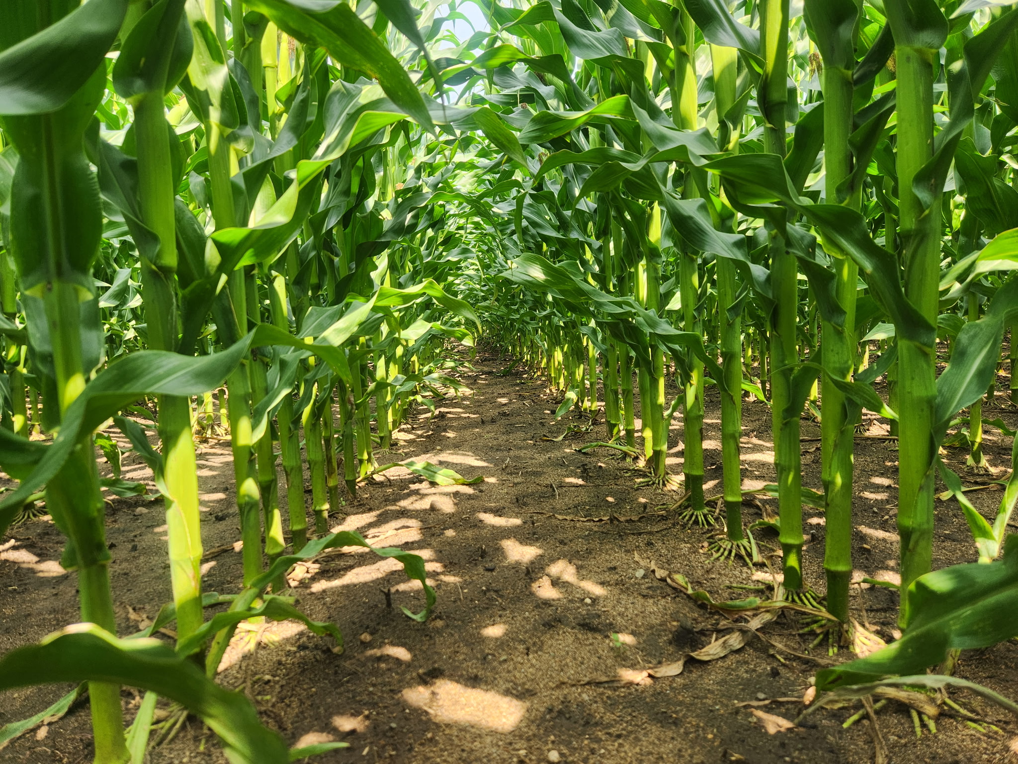 LG35C79_Healthy_4 plant health