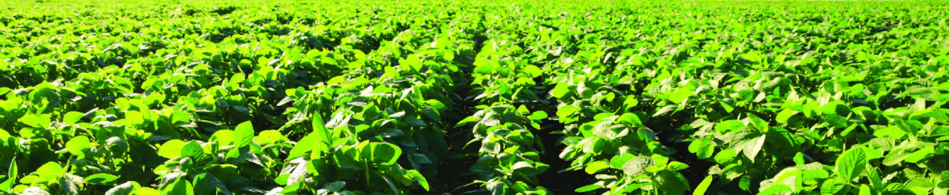 Field of soybeans