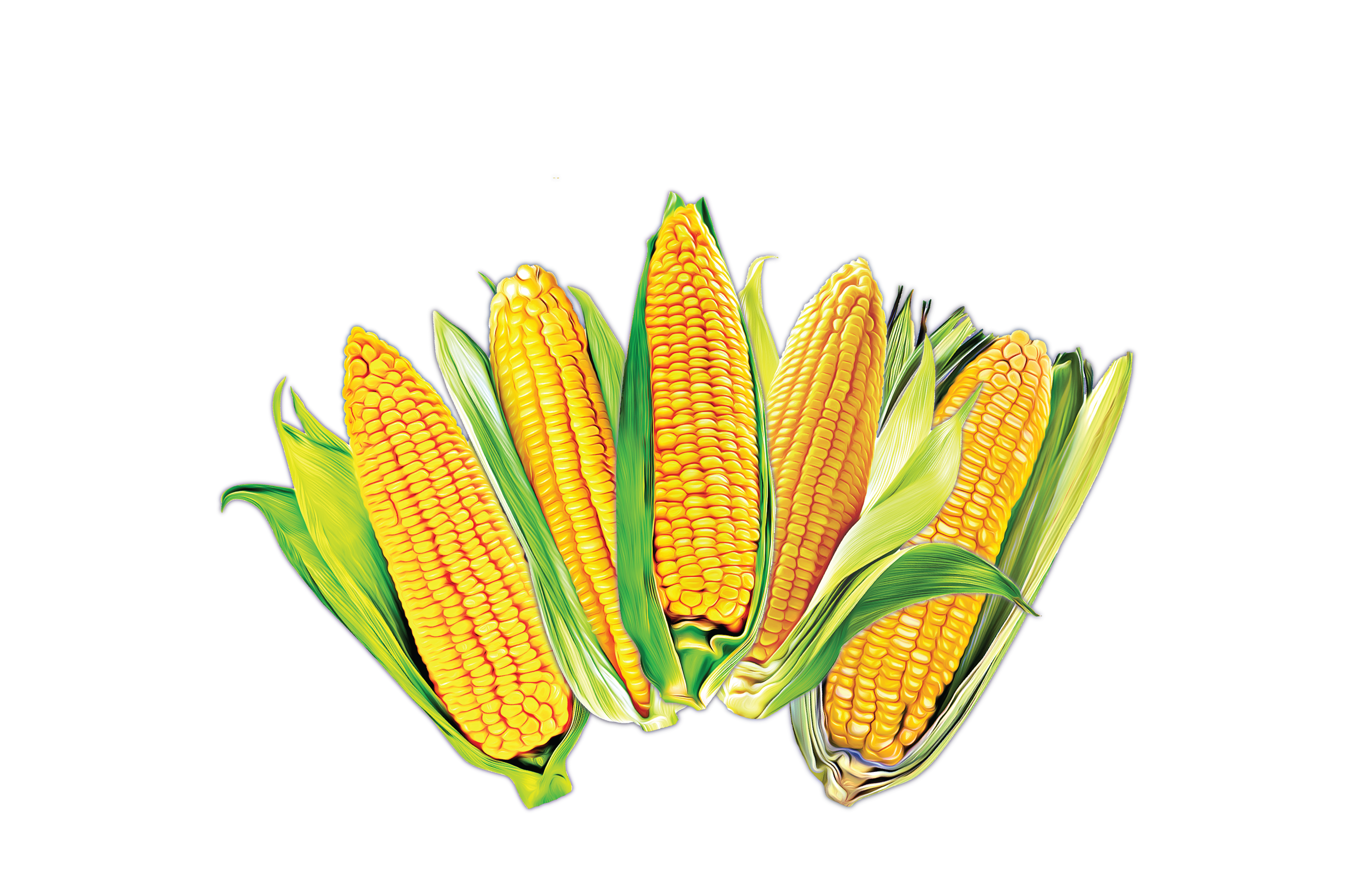 Distressed Corn Hybrid Graphic