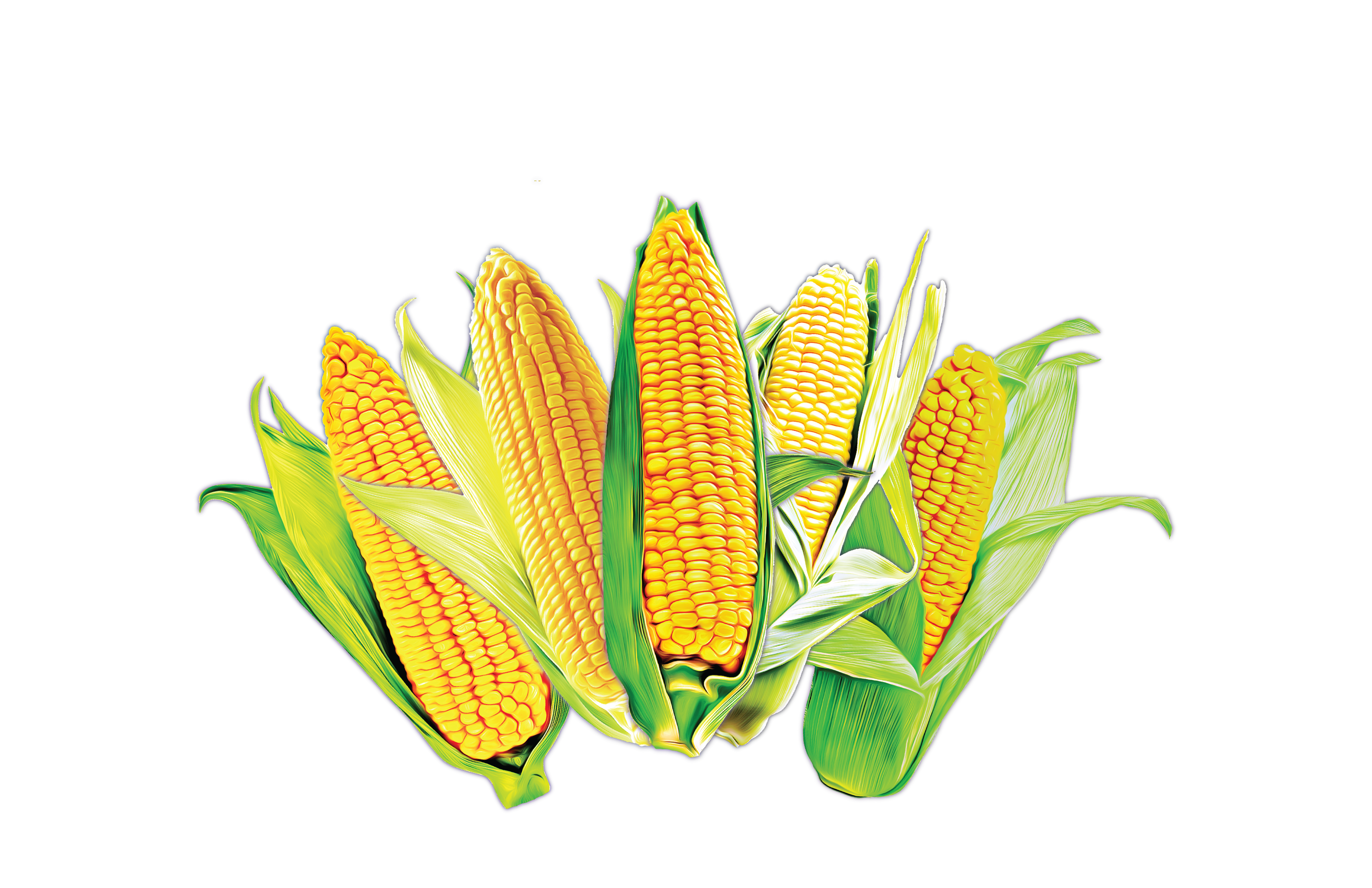 Distressed Corn Hybrid Graphic