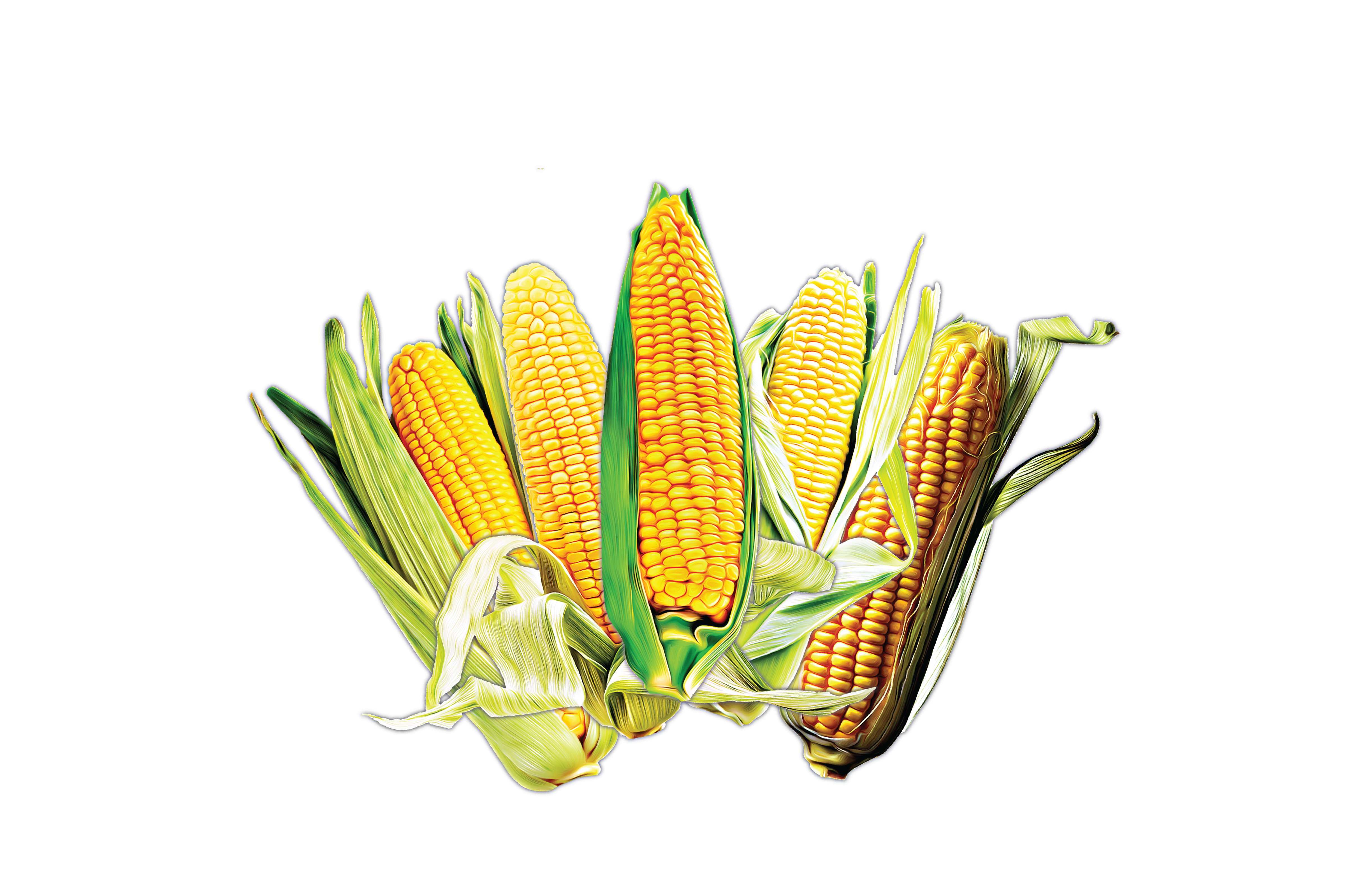 Distressed Corn Hybrid Graphic