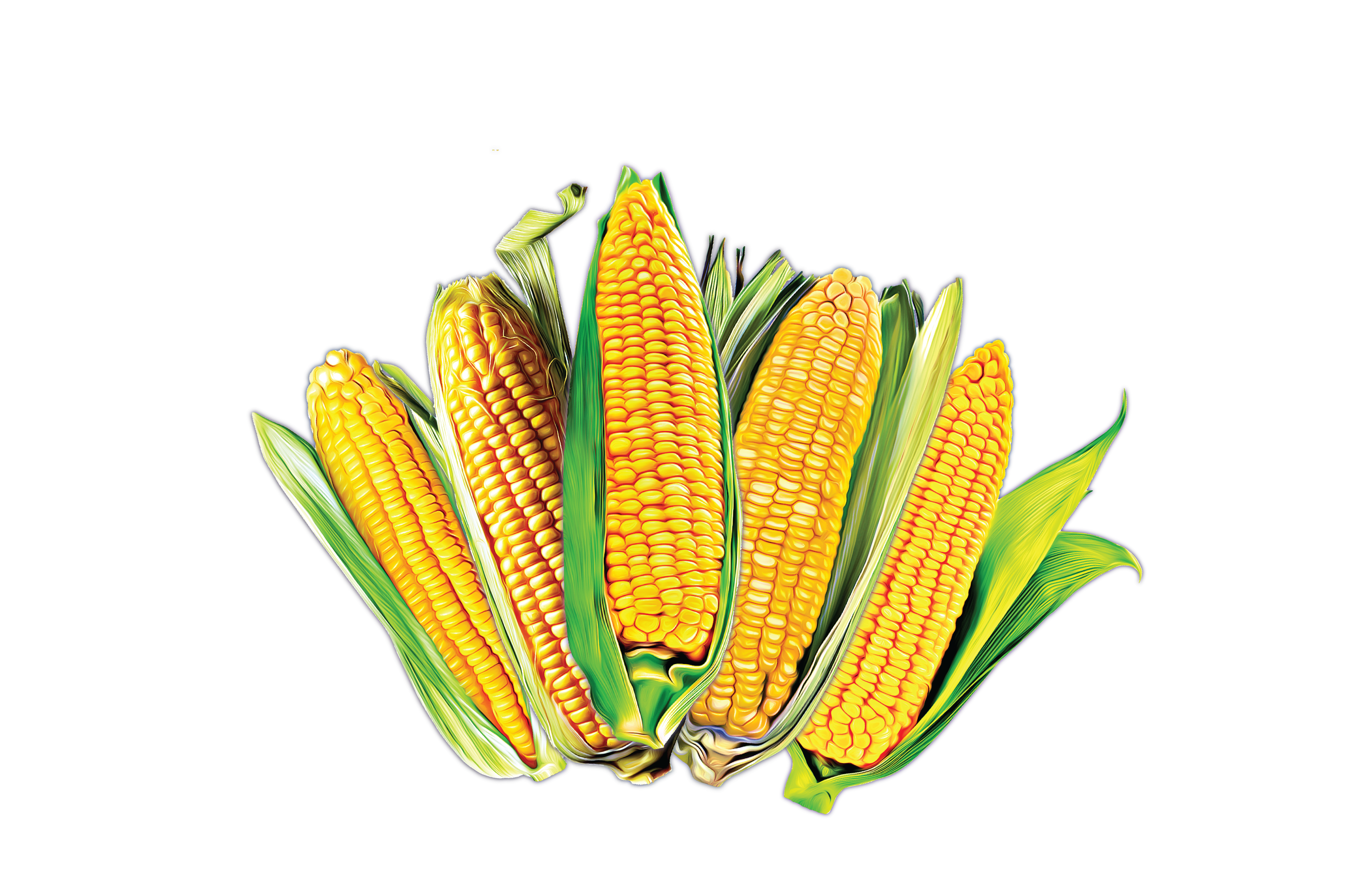 Distressed Corn Hybrid Graphic